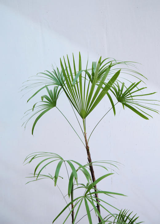 金山棕 商品图2