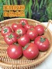 🍅戈壁滩上种植，祁连山雪水灌溉❗️【国内极少高甜品种 99.99%人没吃过-甘肃酒泉-高糖西红柿】25°早晚温差-糖分更高，1对1人工甄选，多倍高于普通番茄VC含量❗️ 商品缩略图10