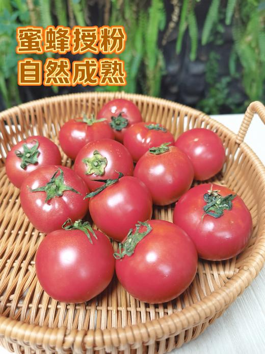🍅戈壁滩上种植，祁连山雪水灌溉❗️【国内极少高甜品种 99.99%人没吃过-甘肃酒泉-高糖西红柿】25°早晚温差-糖分更高，1对1人工甄选，多倍高于普通番茄VC含量❗️ 商品图10