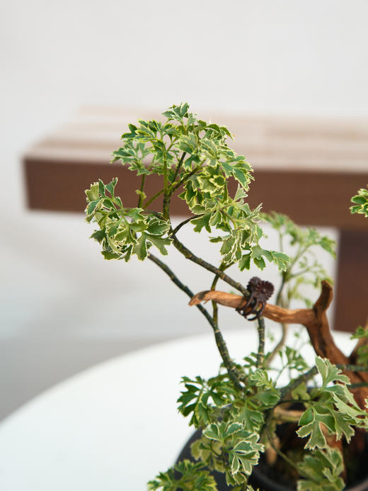 羽叶福禄桐 商品图2