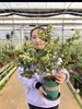 L25蓝莓苗1盆 商品缩略图0