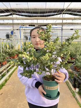 L25蓝莓苗1盆