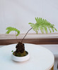 苔藓球-红鳞蕨 商品缩略图0