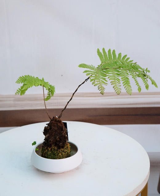 苔藓球-红鳞蕨 商品图0