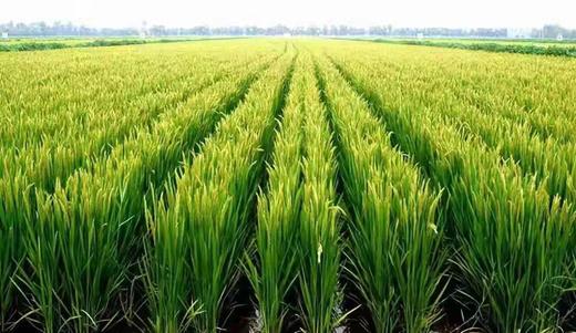 HEB富硒大米5Kg 商品图4