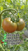 🍅戈壁滩上种植，祁连山雪水灌溉❗️【国内极少高甜品种 99.99%人没吃过-甘肃酒泉-高糖西红柿】25°早晚温差-糖分更高，1对1人工甄选，多倍高于普通番茄VC含量❗️ 商品缩略图7