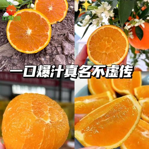 伦晚橙 商品图0