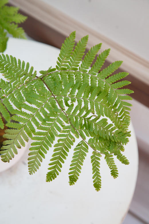 苔藓球-红鳞蕨 商品图2