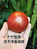 🍅戈壁滩上种植，祁连山雪水灌溉❗️【国内极少高甜品种 99.99%人没吃过-甘肃酒泉-高糖西红柿】25°早晚温差-糖分更高，1对1人工甄选，多倍高于普通番茄VC含量❗️ 商品缩略图5