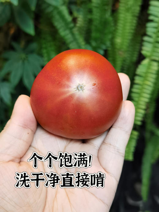 🍅戈壁滩上种植，祁连山雪水灌溉❗️【国内极少高甜品种 99.99%人没吃过-甘肃酒泉-高糖西红柿】25°早晚温差-糖分更高，1对1人工甄选，多倍高于普通番茄VC含量❗️ 商品图5