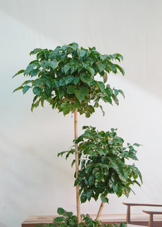 三层绿宝 商品图1