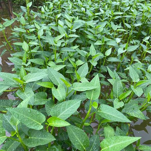 藤蒽，1斤 商品图2