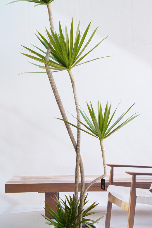 造型青叶千年木 商品图1