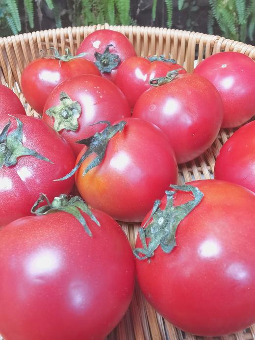 🍅戈壁滩上种植，祁连山雪水灌溉❗️【国内极少高甜品种 99.99%人没吃过-甘肃酒泉-高糖西红柿】25°早晚温差-糖分更高，1对1人工甄选，多倍高于普通番茄VC含量❗️ 商品图8