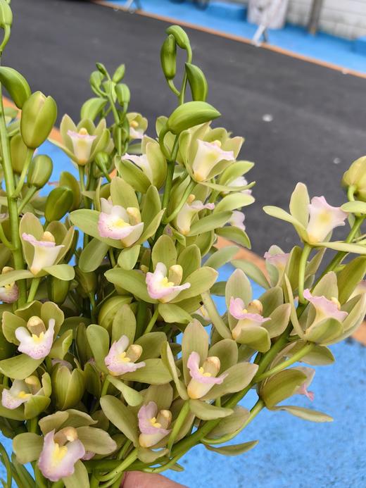 精品小花蕙兰春日鲜切花 商品图4