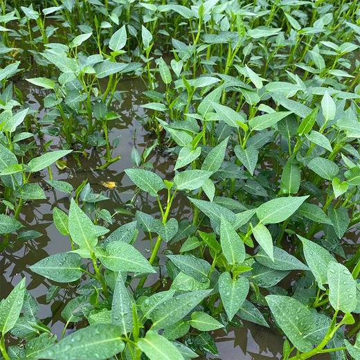 藤蒽，1斤 商品图1