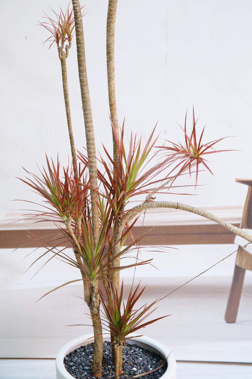 造型千年木 商品图1