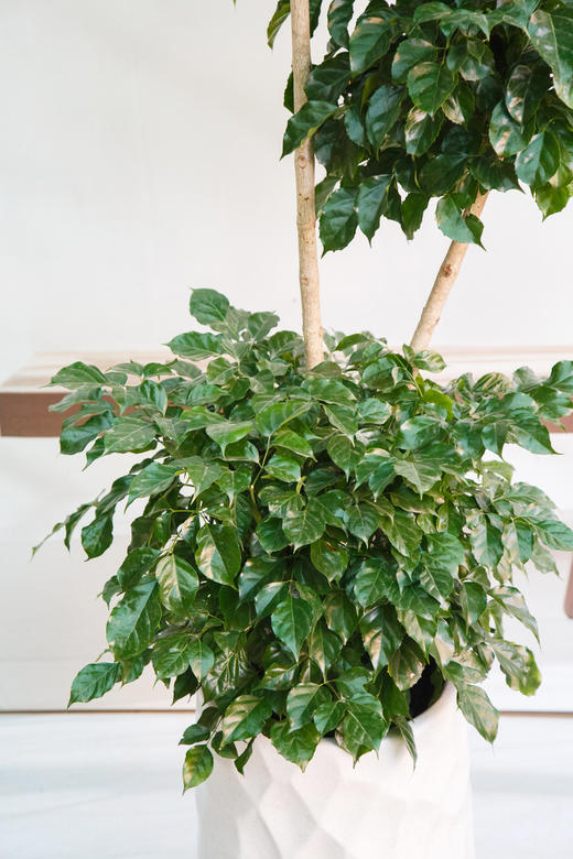 三层绿宝 商品图2