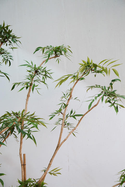 造型十大功劳 商品图2