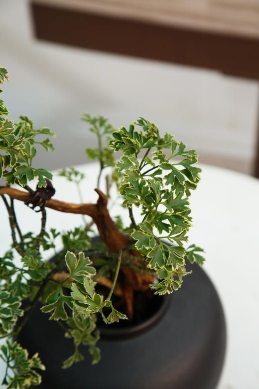 羽叶福禄桐 商品图1