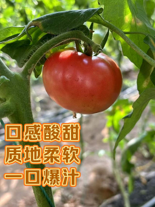 🍅戈壁滩上种植，祁连山雪水灌溉❗️【国内极少高甜品种 99.99%人没吃过-甘肃酒泉-高糖西红柿】25°早晚温差-糖分更高，1对1人工甄选，多倍高于普通番茄VC含量❗️ 商品图4