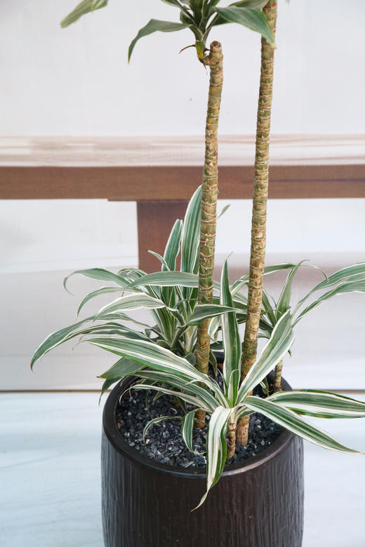 银边铁 商品图2