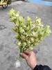 精品小花蕙兰春日鲜切花 商品缩略图1