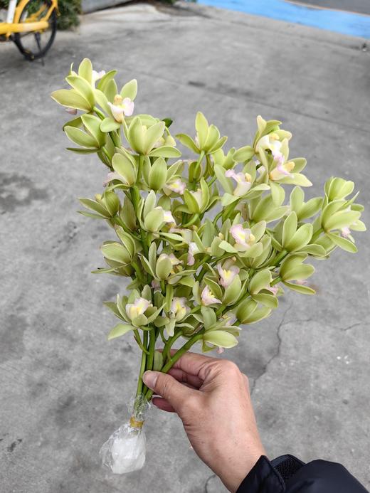 精品小花蕙兰春日鲜切花 商品图1