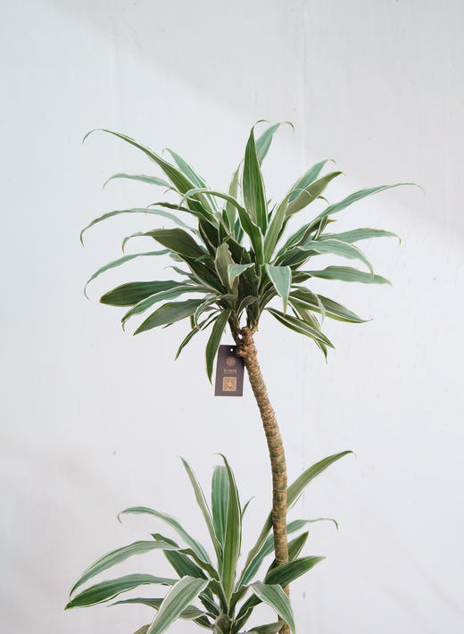 银边铁 商品图1