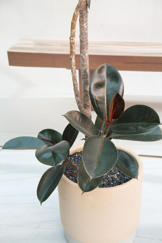 造型黑金刚 商品图3