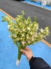 精品小花蕙兰春日鲜切花 商品缩略图2