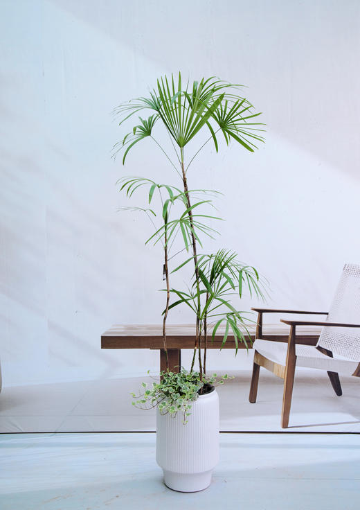 金山棕 商品图0