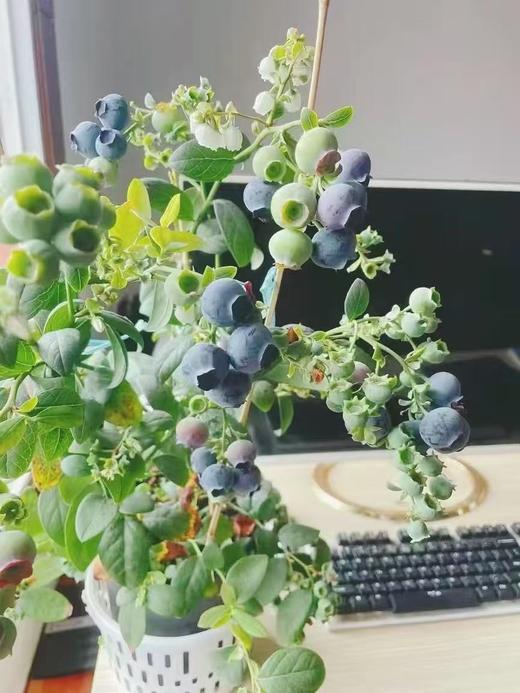 L25蓝莓苗1盆 商品图1