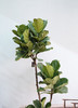 琴叶榕 商品缩略图2