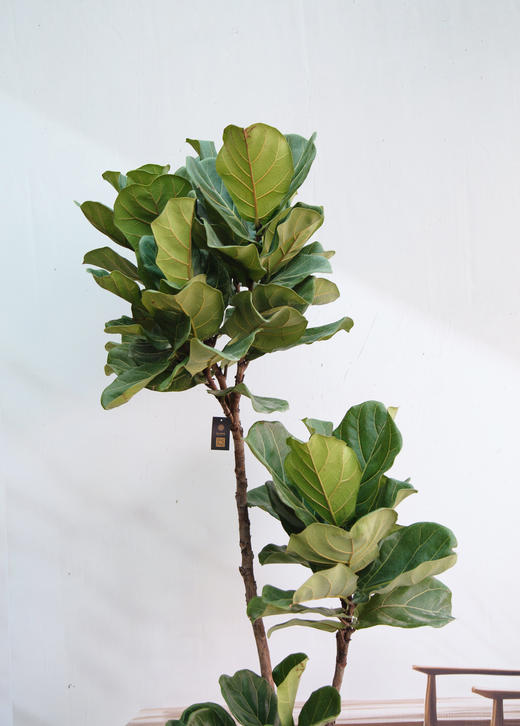 琴叶榕 商品图2