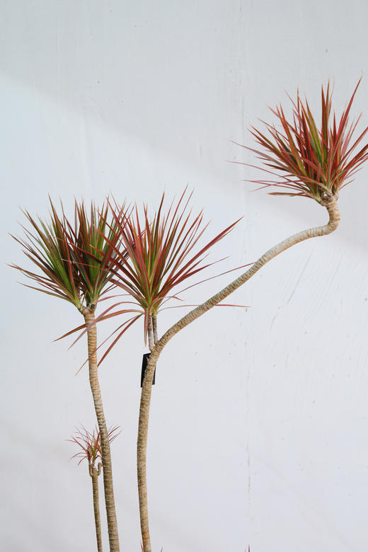 造型千年木 商品图2