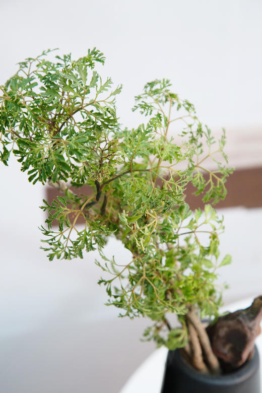 羽叶福禄桐 商品图1