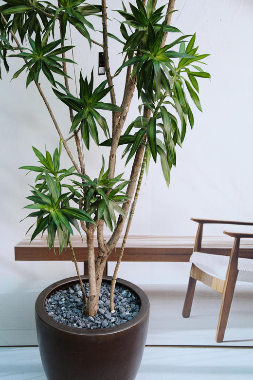 老桩金心百合竹 商品图1