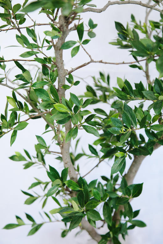 海岛栀子花 商品图1