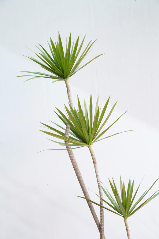 造型青叶千年木 商品图2