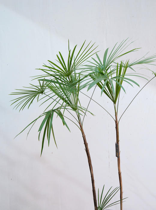 金山棕 商品图2