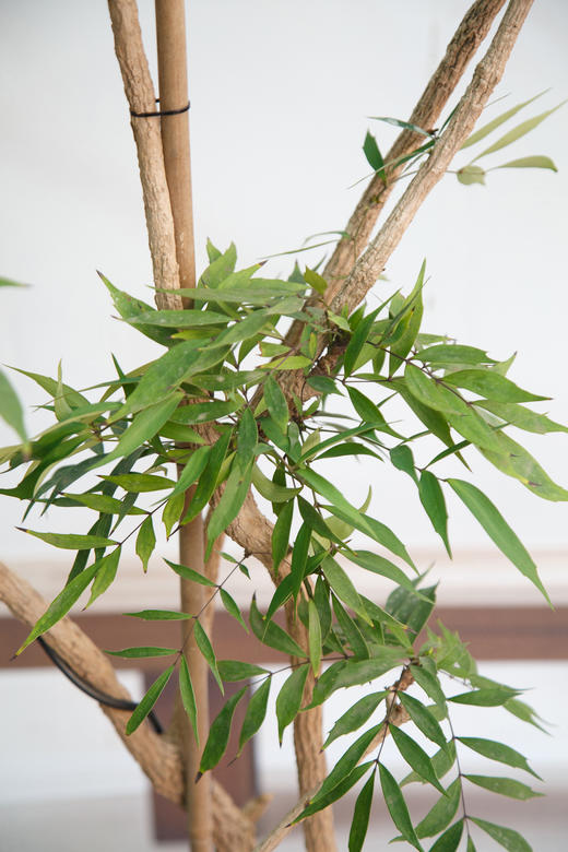 造型十大功劳 商品图3