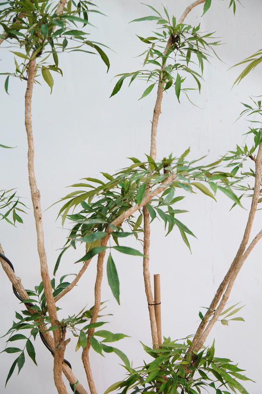 造型十大功劳 商品图1