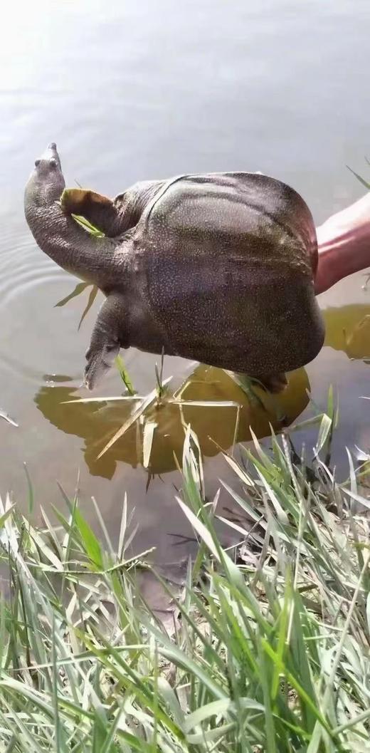 公德清外塘甲鱼49.8元/1只(1.8~2.1斤浮动包活)   明天下午到 商品图2