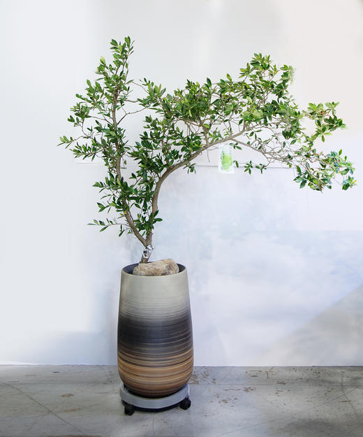 海岛栀子花 商品图0