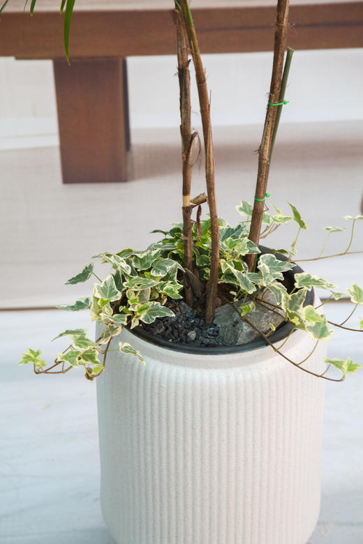 金山棕 商品图1