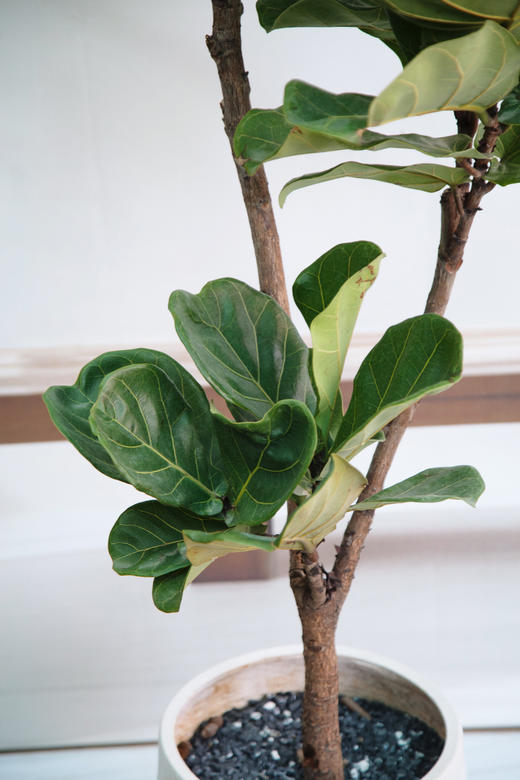 琴叶榕 商品图1