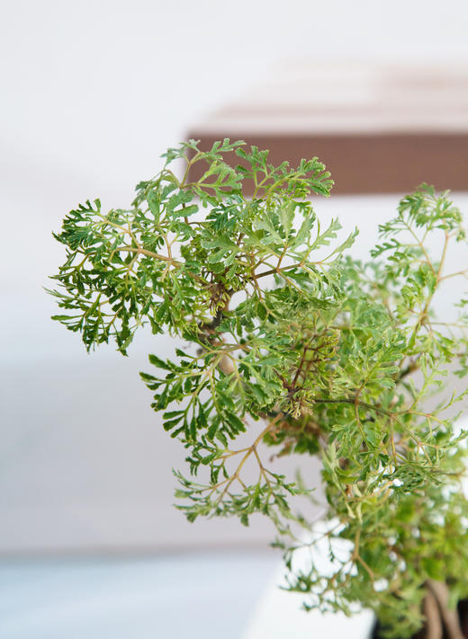 羽叶福禄桐 商品图2