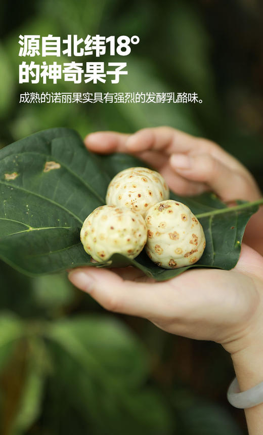 【有机诺丽酵素原液、诺丽蓝莓果饮】 有机种植 不打农药 自然发酵放心饮用【AA】 商品图3
