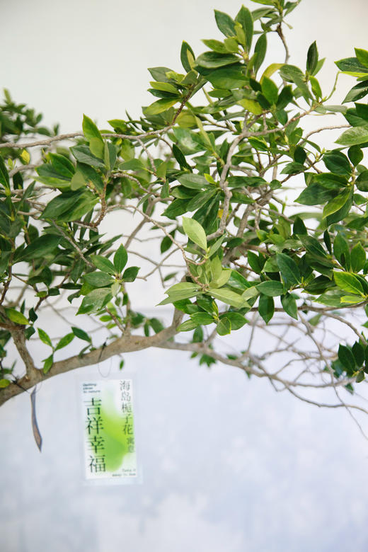 海岛栀子花 商品图2